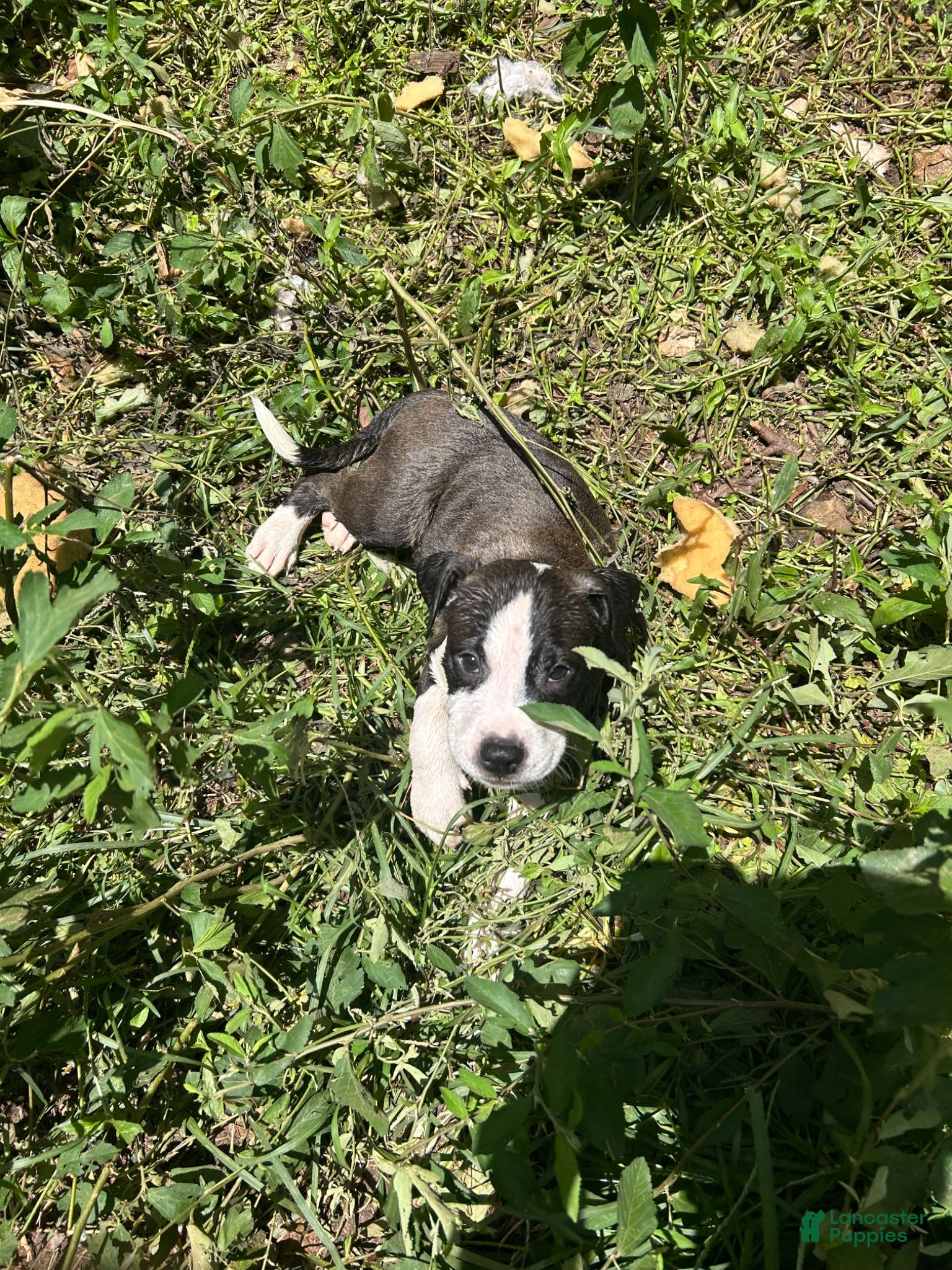 Mixed Breed dogs Mixed Breed 4 - Ad 25