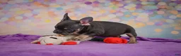 French Bulldog dogs for sale: Brutus - Ad 15