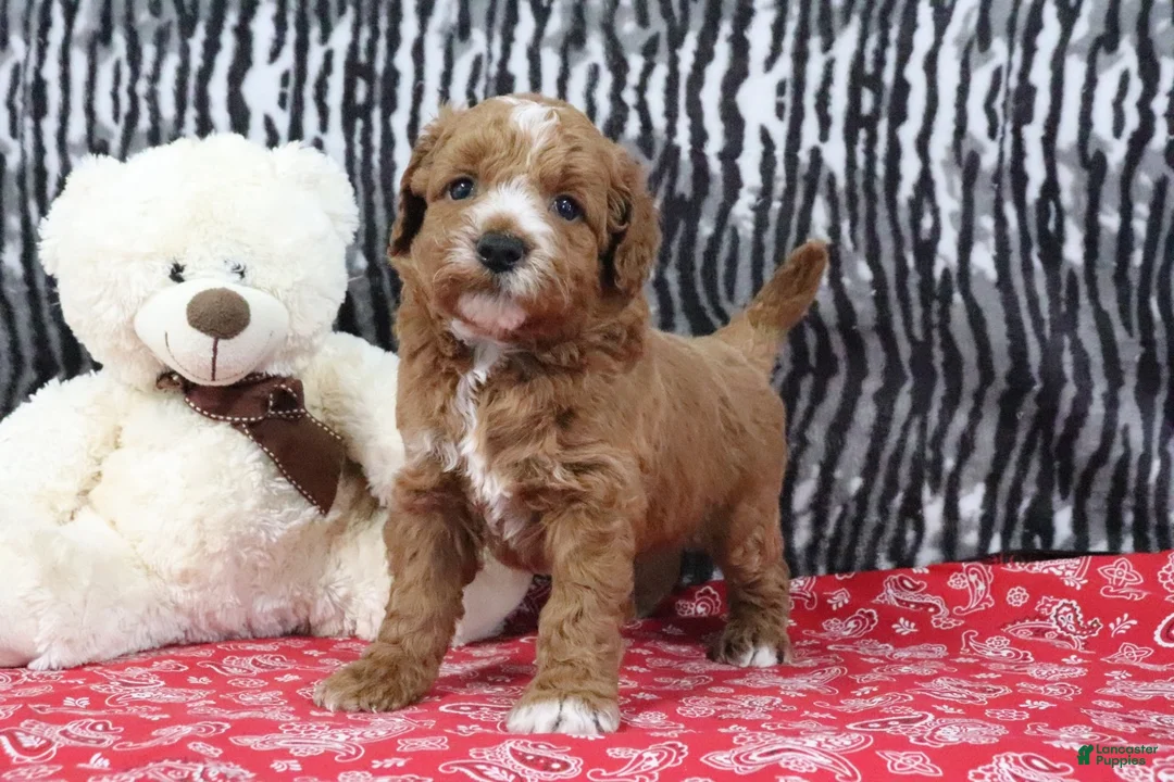 Mini Goldendoodle dogs for sale: Blaze - Ad 1