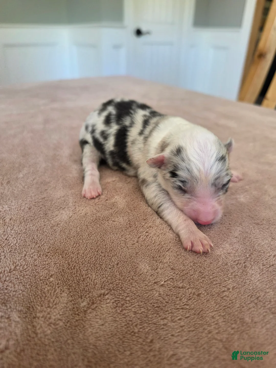 Border Collie dogs for sale: Greta - Ad 2