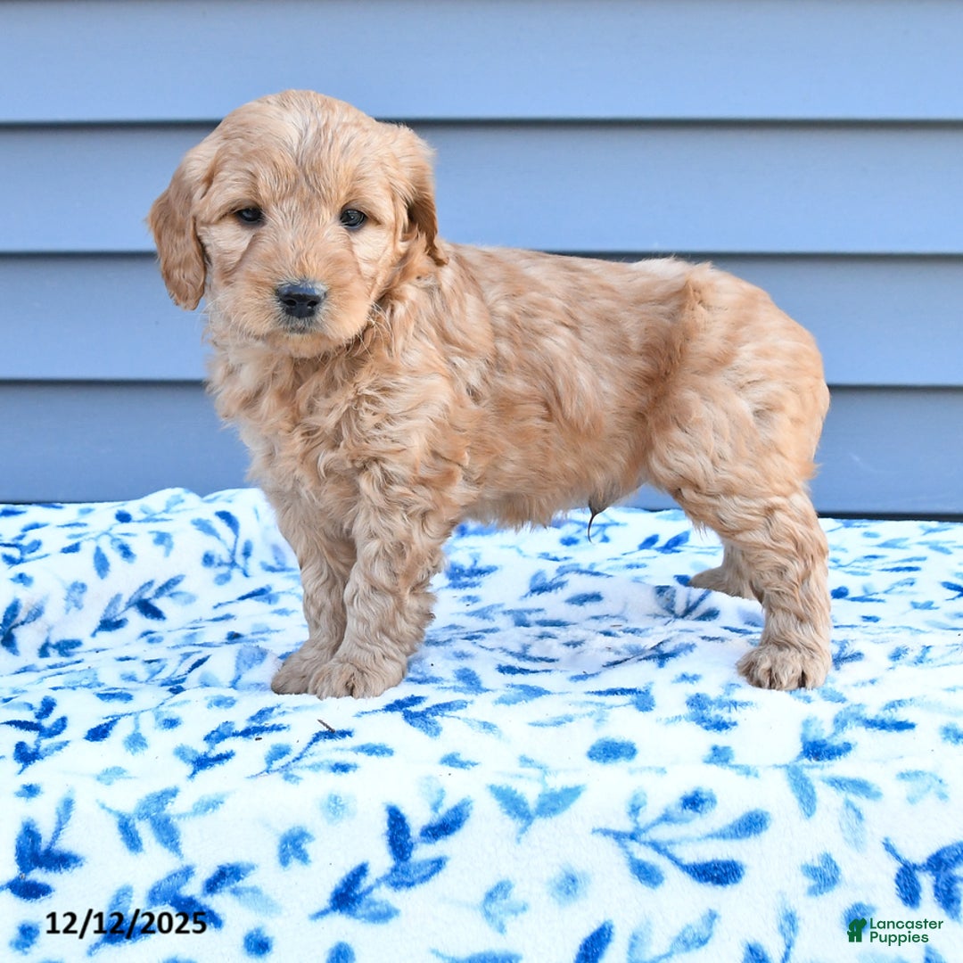 Goldendoodle dogs for sale: Butch - Ad 3