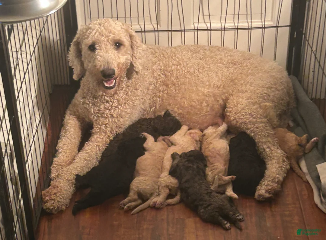 Goldendoodle dogs for sale: Goldendoodle Puppy 1 - Ad 7