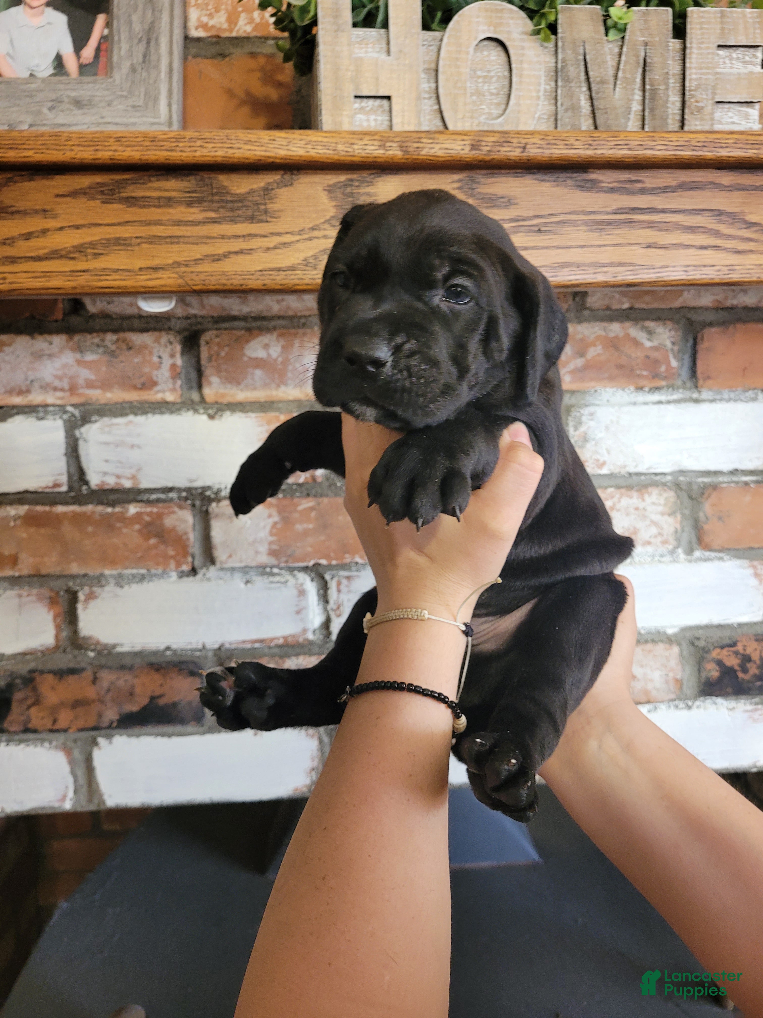 Cane Corso dogs Apollo - Ad 1