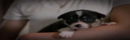 Welsh Corgi Pembroke dogs for sale: Daisy - Ad 5