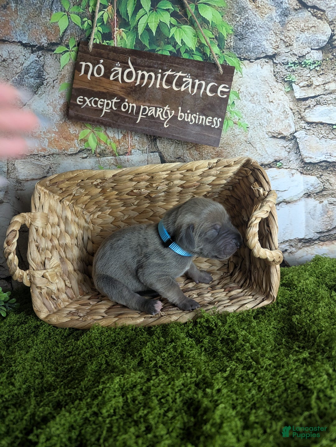 Great Dane dogs for sale: Precious Blue Brindle Female Great Dane Puppy - Ad 7