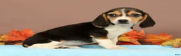 Beagle dogs for sale: Dolly - Ad 4