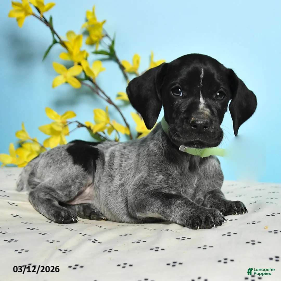 German Shorthaired Pointer dogs for sale: Tina - Ad 2