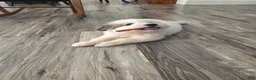 Great Pyrenees dogs for sale: Lily  - Ad 4