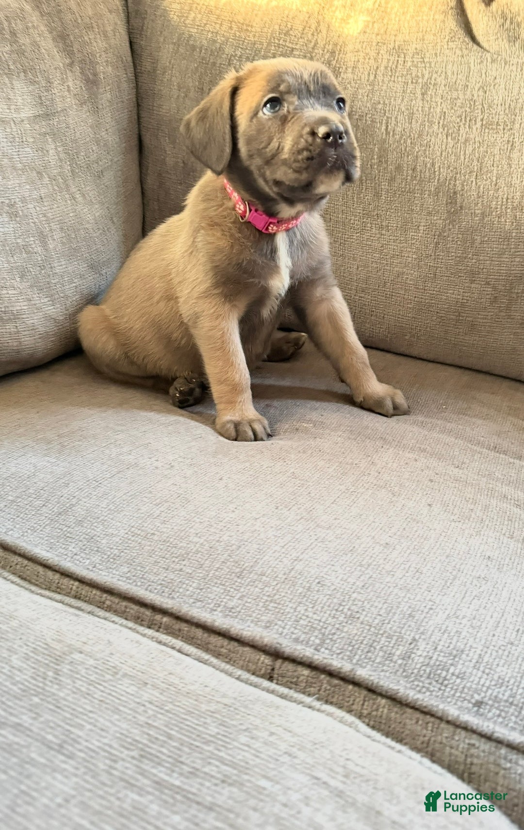 Cane Corso dogs for sale: Sweet tea  - Ad 1