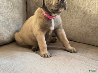 Cane Corso dogs Sweet tea - Ad 1