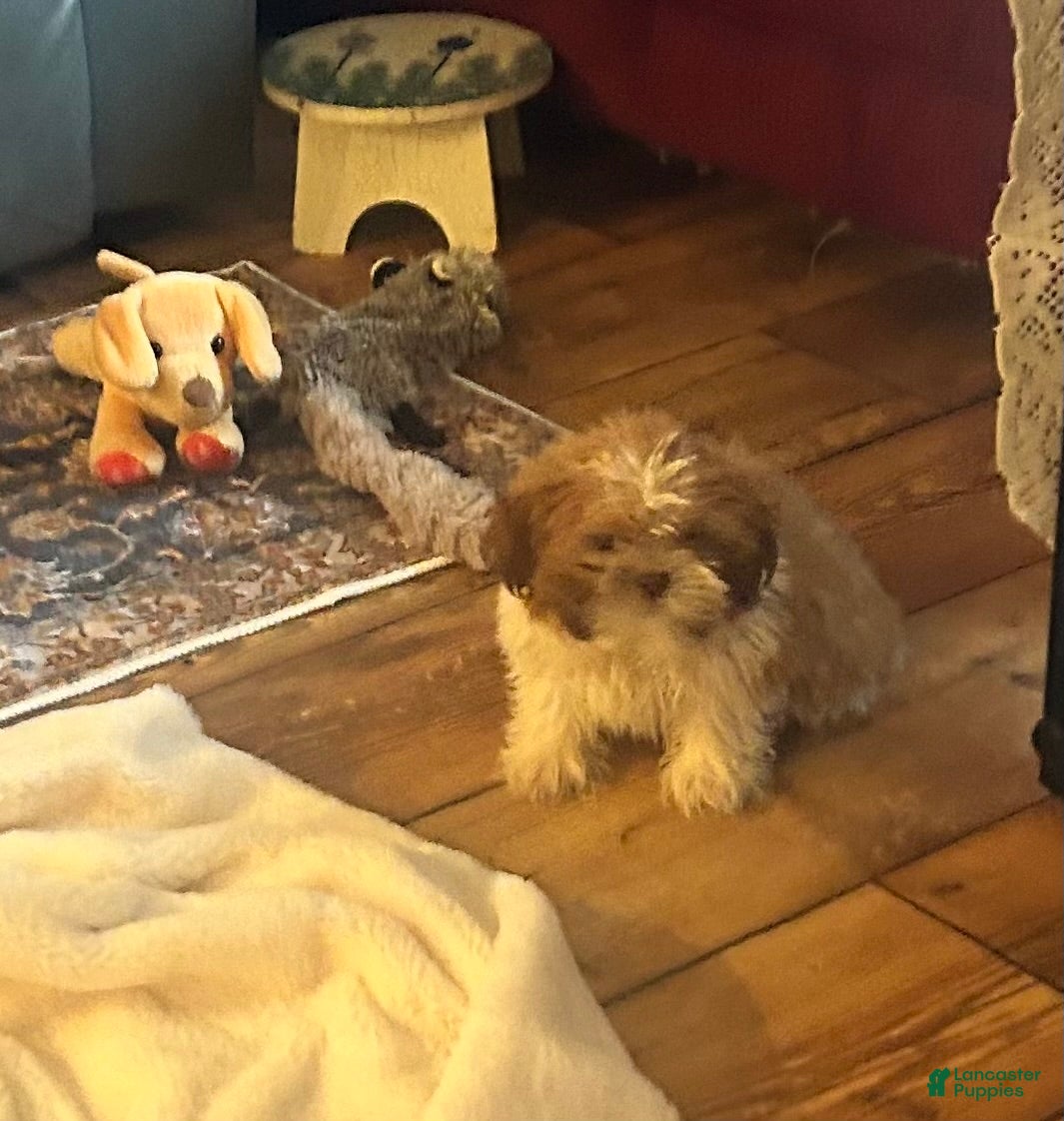 Shih Tzu dogs Scarlet - Ad 1