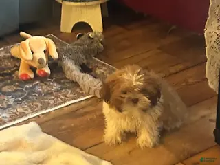 Shih Tzu dogs Scarlet - Ad 14