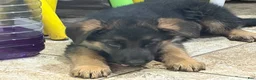 German Shepherd dogs for sale: NoName - Ad 1