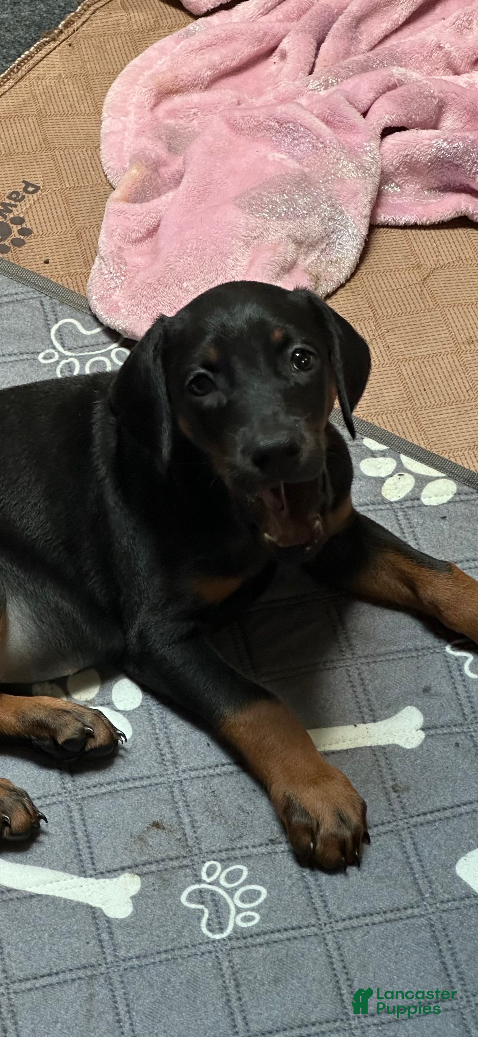 Doberman Pinscher dogs Doberman Pinscher 3 - Ad 7