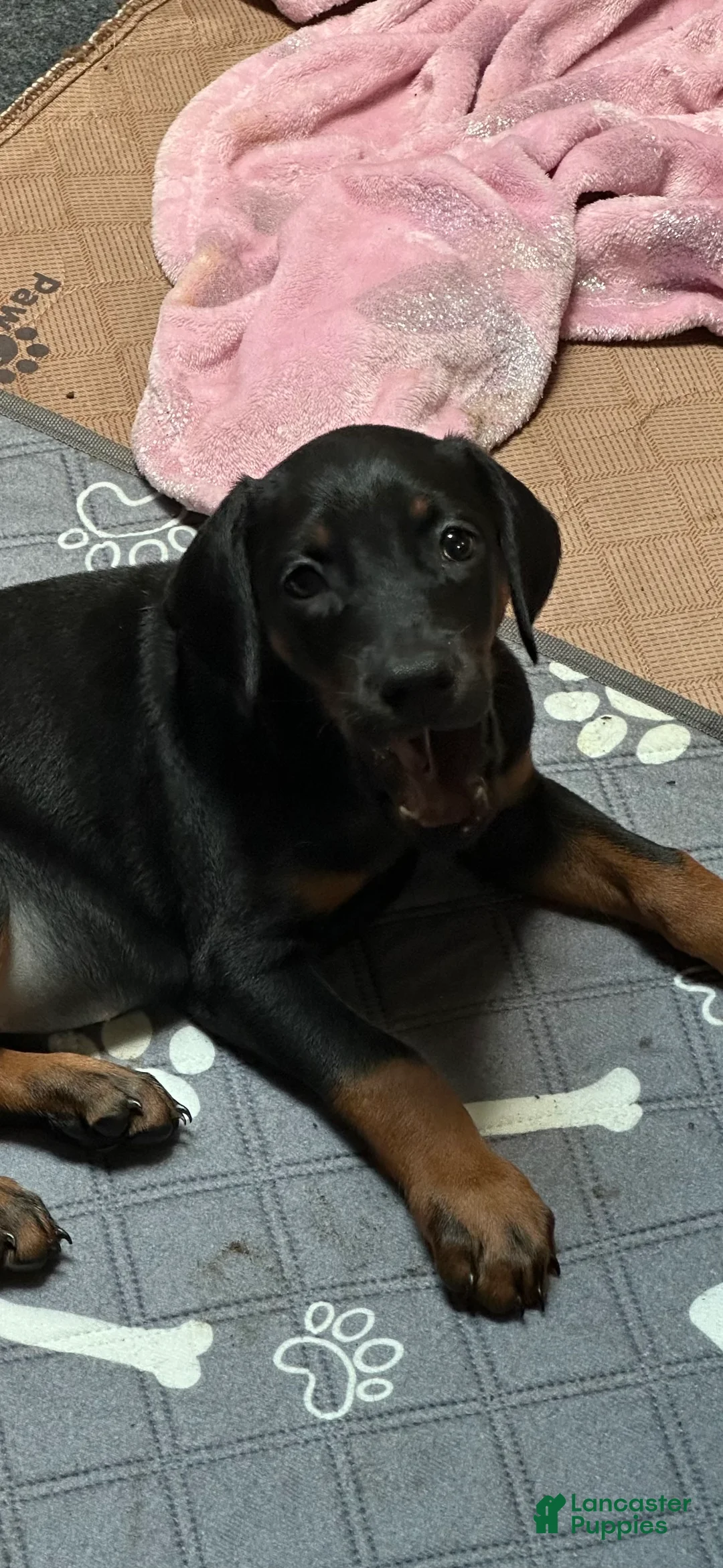 Doberman Pinscher dogs for sale: Doberman Pinscher 3 - Ad 1
