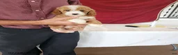 Mini Goldendoodle dogs for sale: Holly - Ad 4