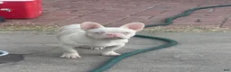 French Bulldog dogs for sale: Pinkey  - Ad 6