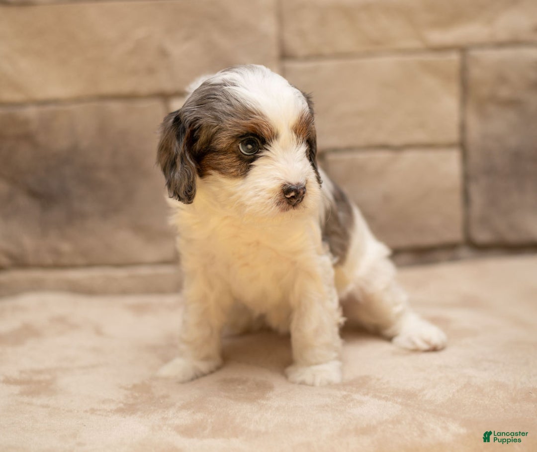 Cavapoo dogs for sale: Honey - Ad 10