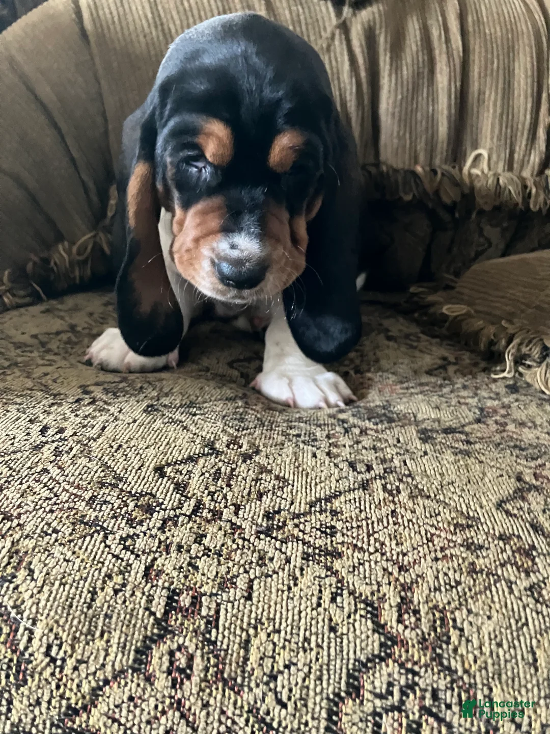 Basset Hound dogs for sale: Karen - Ad 1