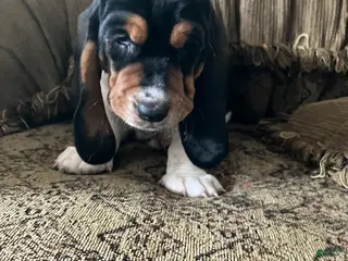 Basset Hound dogs Karen - Ad 10