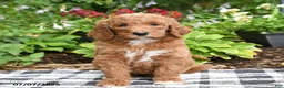 Goldendoodle dogs for sale: Rosalie - Ad 3