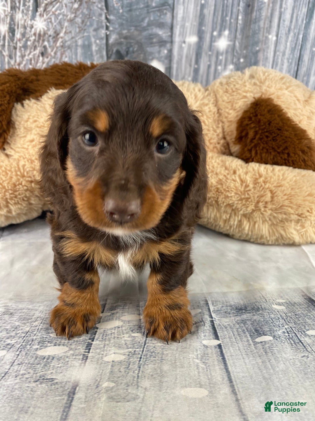 Miniature Dachshund dogs for sale: Kobe - Ad 2