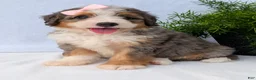 Mini Bernedoodle dogs for sale: Mini Emmie  - Ad 3