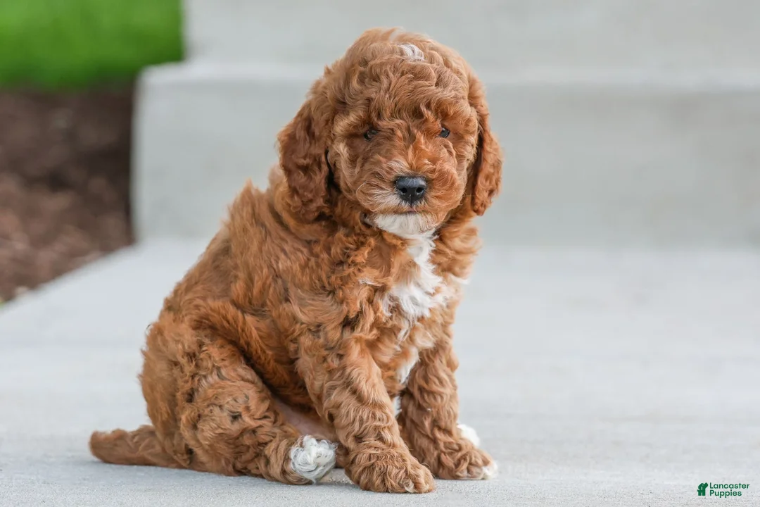 Miniature Poodle dogs for sale: Jackie - Ad 1