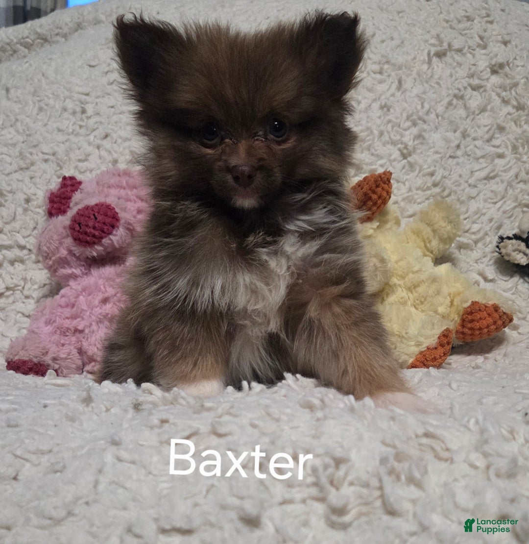 Pomeranian dogs for sale: Baxter - Ad 2