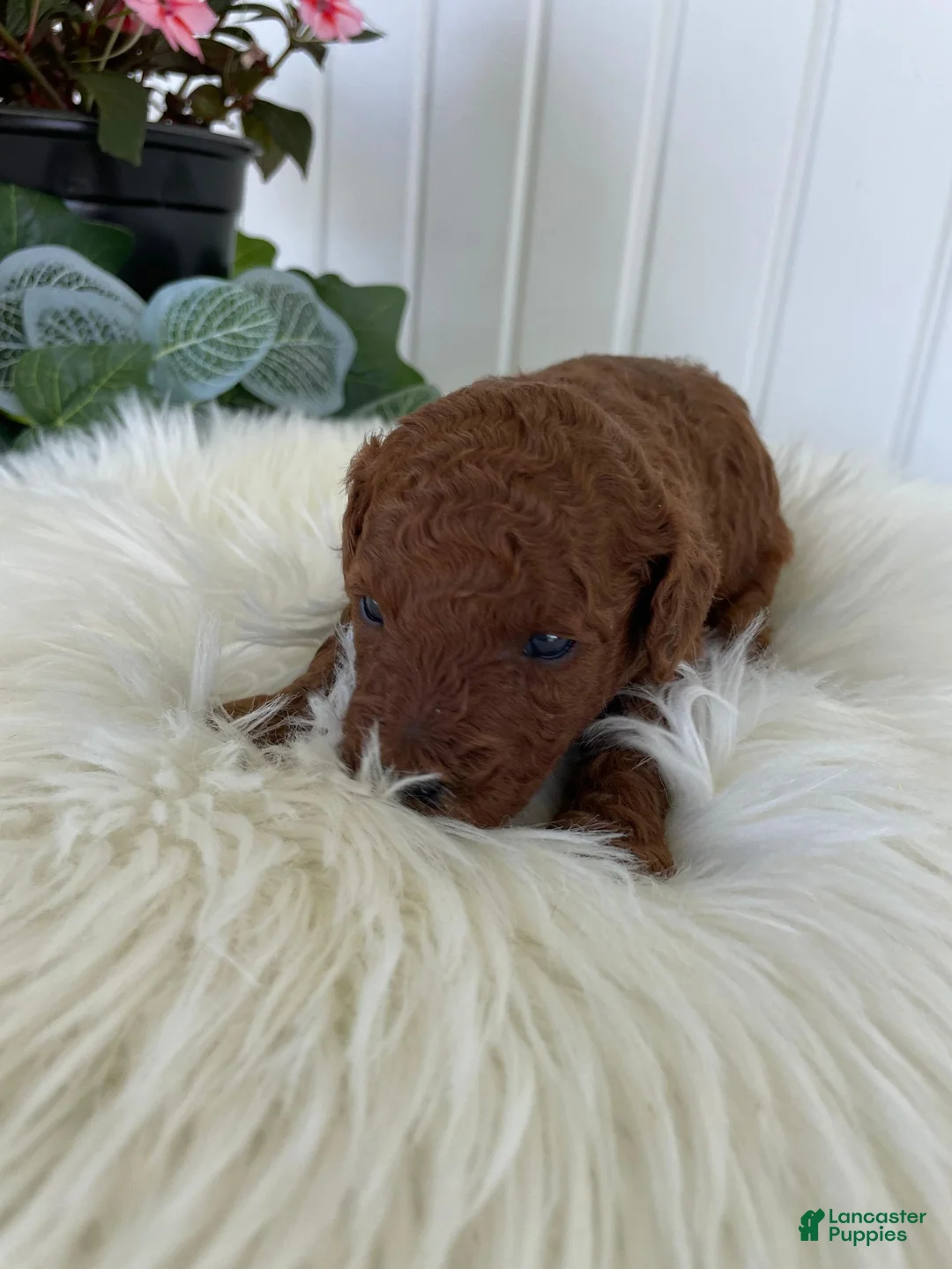 Mini Goldendoodle dogs for sale: Jayden - Ad 3