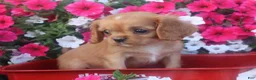 Cavalier King Charles Spaniel dogs for sale: Cavalier King Charles Spaniel 1 - Ad 4