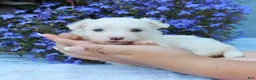 Maltese dogs for sale: Mochi - Ad 1
