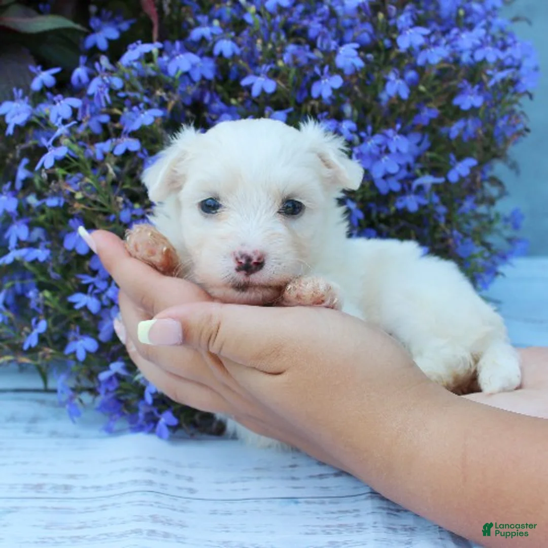 Maltese dogs for sale: Mochi - Ad 1