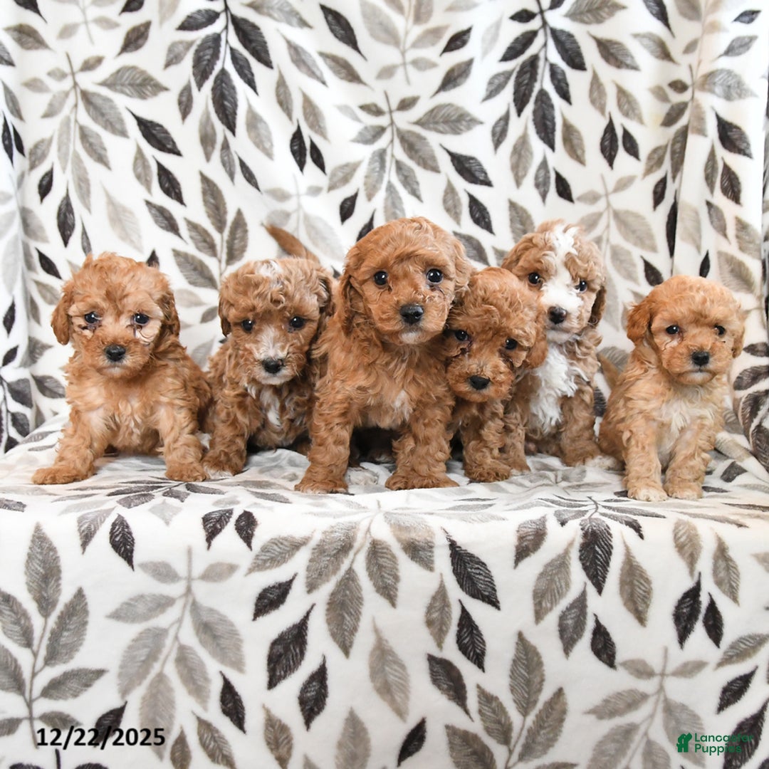 Havapoo dogs for sale: DJ - Ad 3