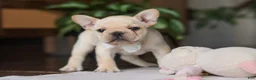 French Bulldog dogs for sale: Archie - Ad 13