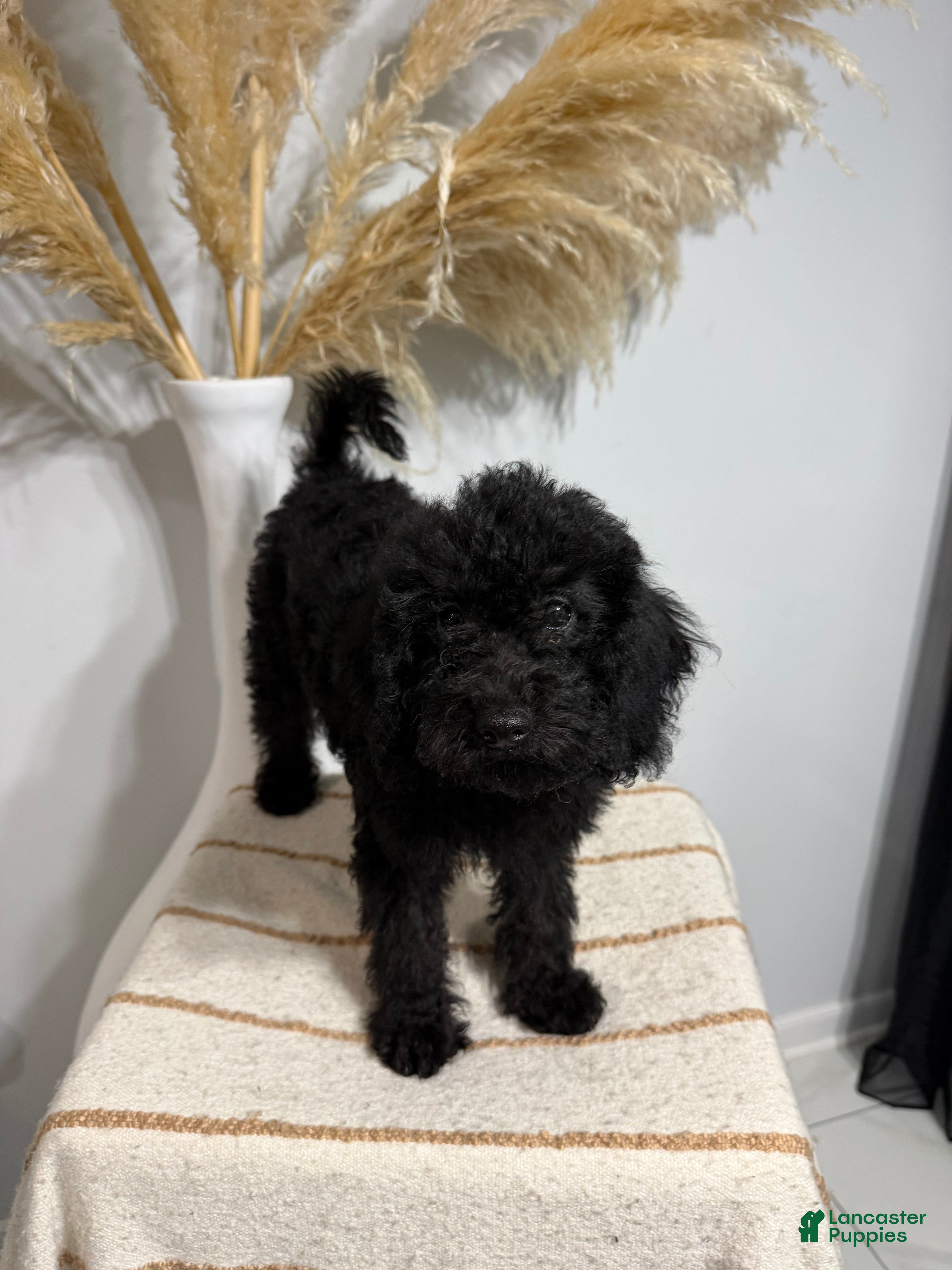 Mini Goldendoodle dogs Black Girl 2 - Ad 3