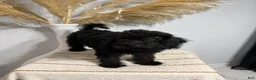 Mini Goldendoodle dogs for sale: Black Girl 2 - Ad 1