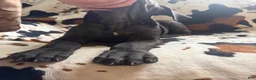 Great Dane dogs for sale: Meatloaf - Ad 5