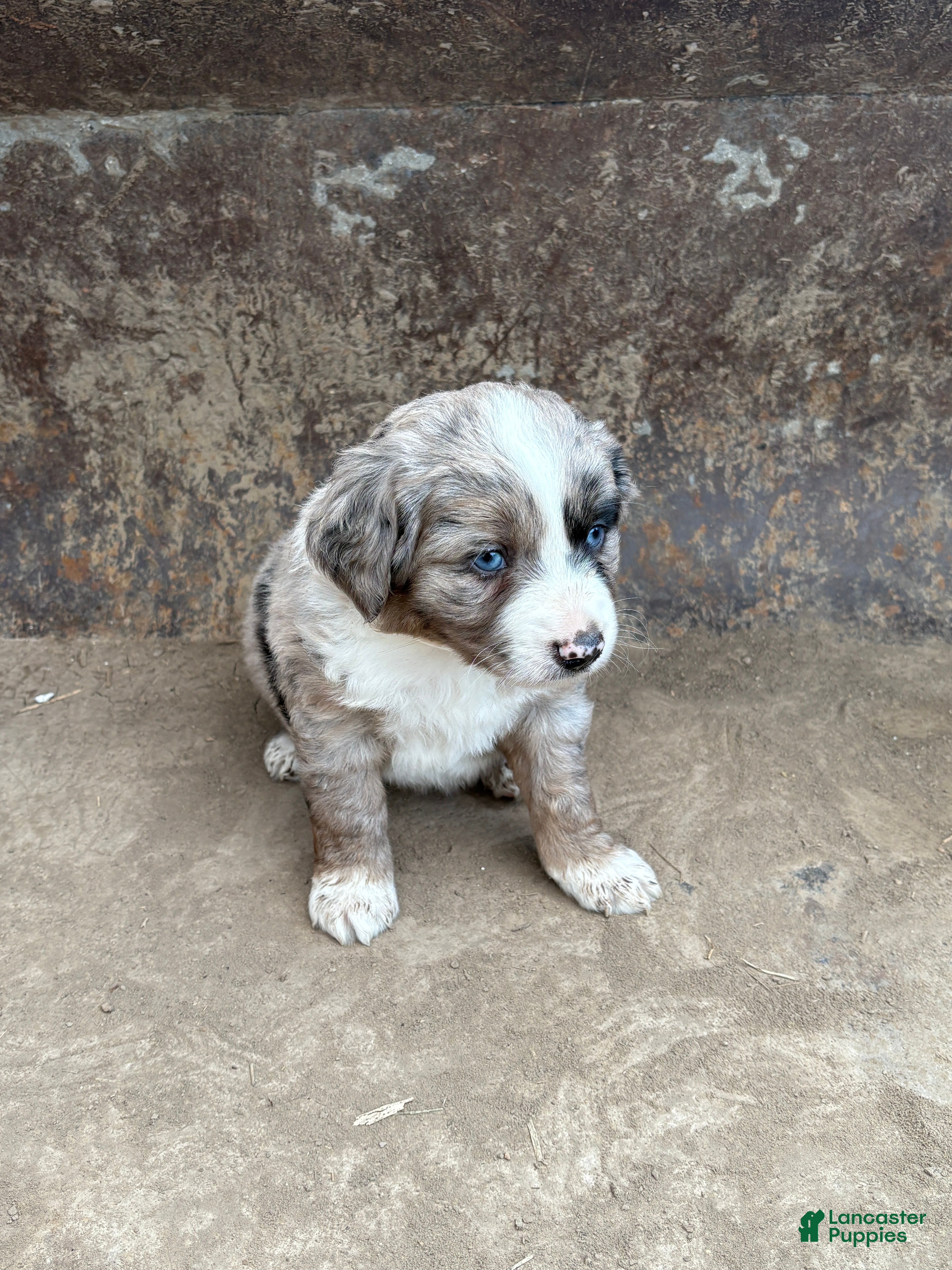 Miniature Australian Shepherd dogs Blue Eyes Blue Merle Male - Ad 2