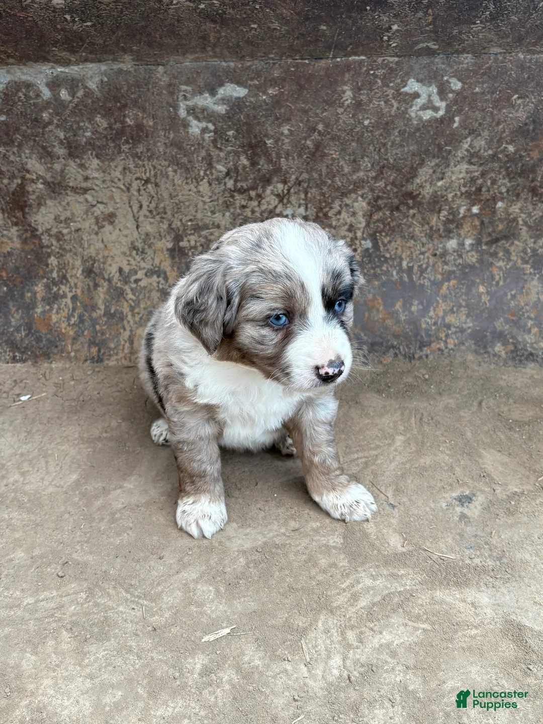 Miniature Australian Shepherd dogs for sale: Blue Eyes Blue Merle Male - Ad 2