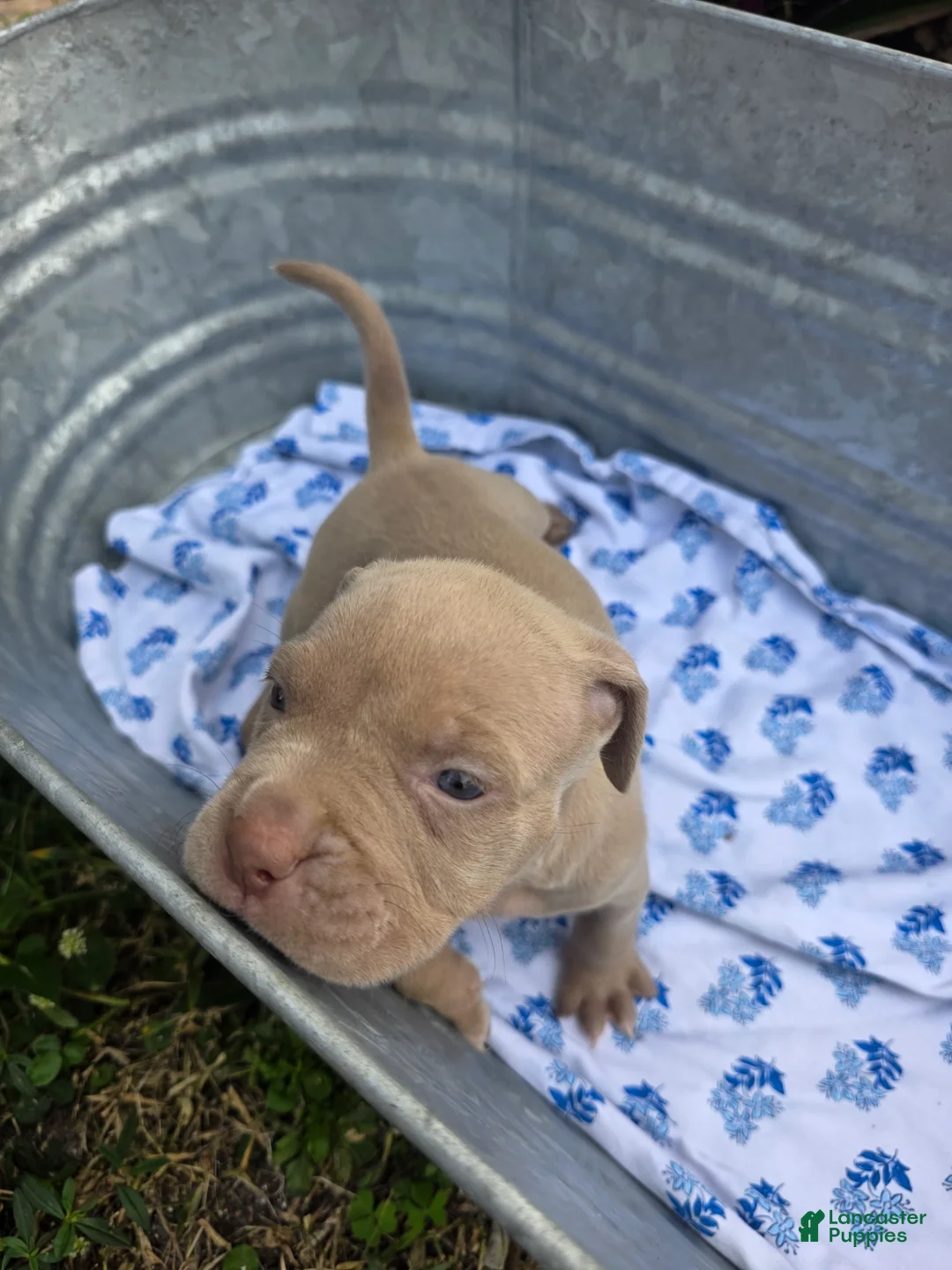 American Bully dogs for sale: American Bully Puppy 10 - Ad 1