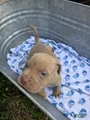 American Bully Puppy 10