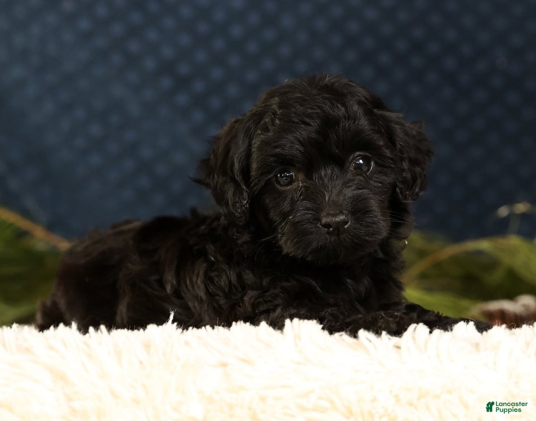 Havapoo dogs for sale: Wendy - Ad 4