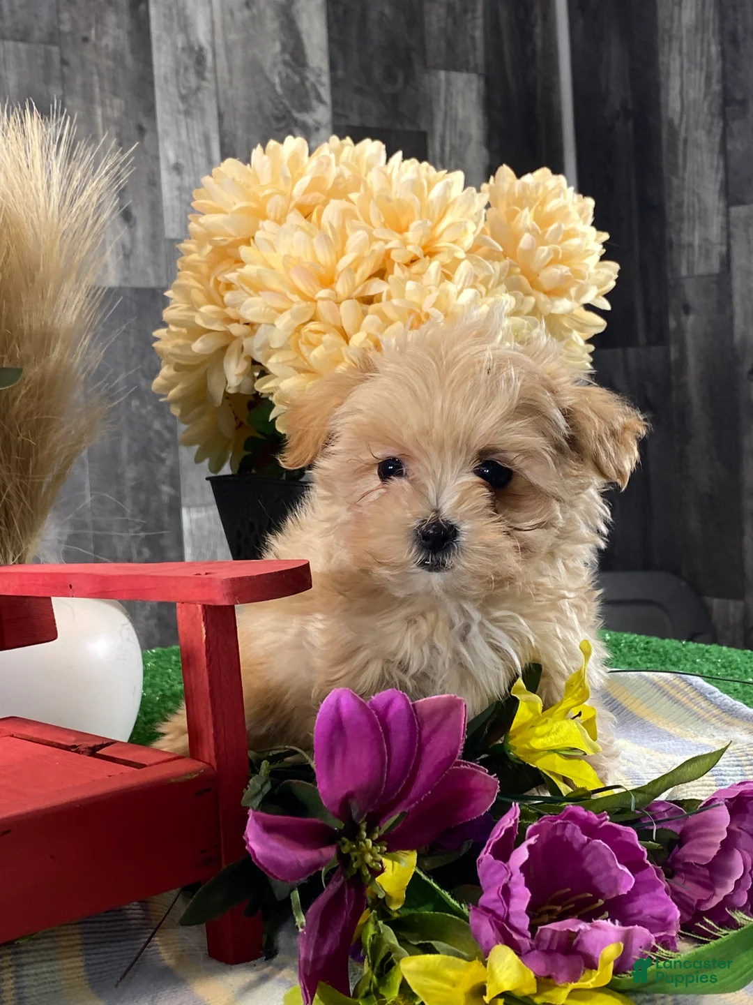 Maltipoo dogs for sale: Maple  - Ad 2