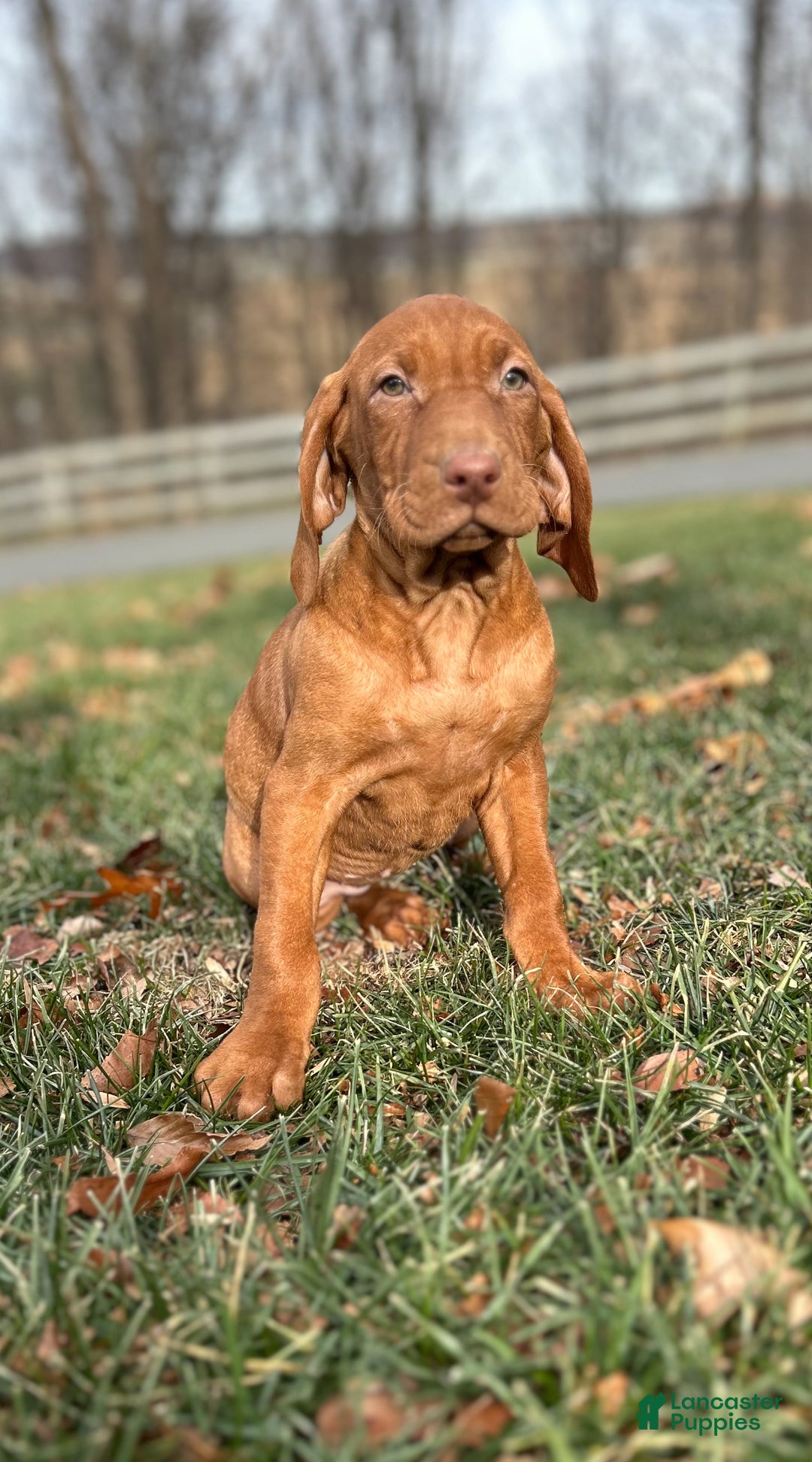 Vizsla dogs for sale: Val - Ad 1
