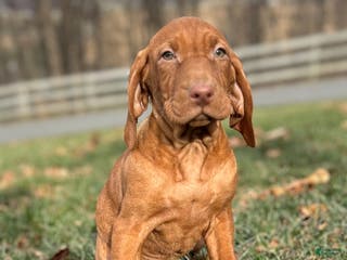 Vizsla dogs Val - Ad 17