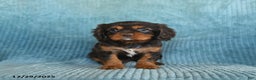 Cavalier King Charles Spaniel dogs for sale: Cosmo   - Ad 3
