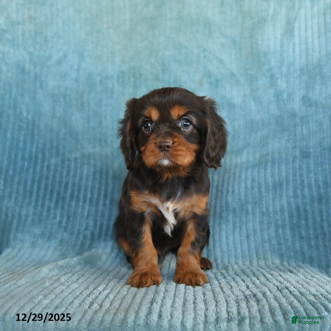 Cavalier King Charles Spaniel dogs for sale: Cosmo   - Ad 3