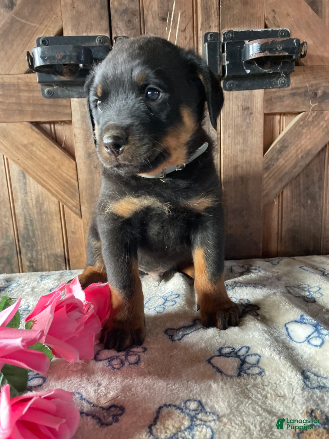 Rottweiler dogs for sale: Axel - Ad 3