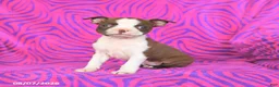 Boston Terrier dogs for sale: Lottie - Ad 1